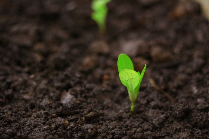 Close-up of a young plant sprouting from the soil, illustrating the process of caring for perennials and bulbs in February to ensure healthy growth and beautiful blooms in the upcoming season.