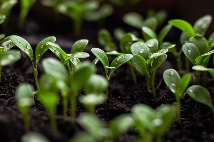 Close-up of healthy green seedlings with water droplets, illustrating the importance of providing adequate light and warmth for strong and successful growth.