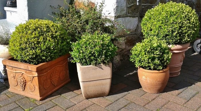 Various potted boxwood plants arranged on a paved area, illustrating the importance of selecting boxwoods suited to specific climates and hardiness zones for optimal growth.