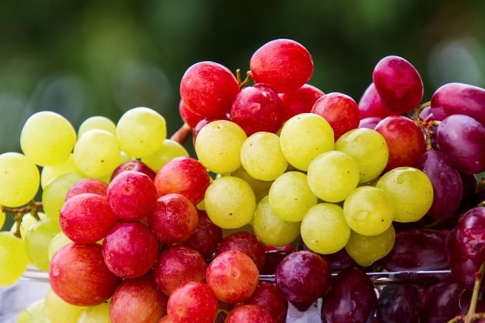 Close-up of vibrant clusters of red, yellow, and purple grapes, illustrating the difference between wine grapes and table grapes and the importance of choosing the right variety for your vineyard.
