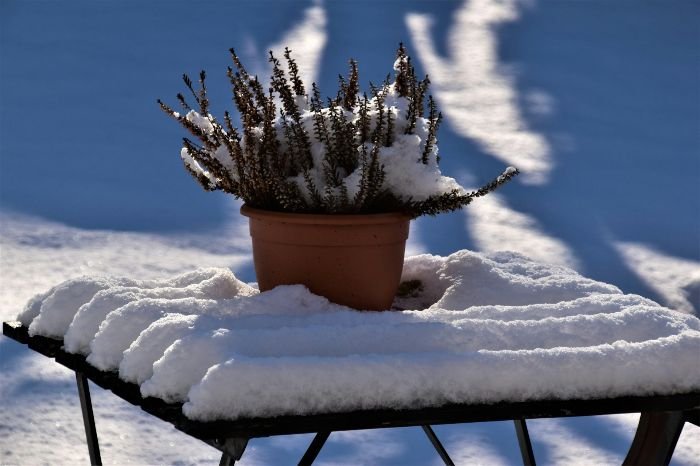 A potted plant covered in snow, demonstrating the resilience of cold-hardy plants suitable for winter gardens.
