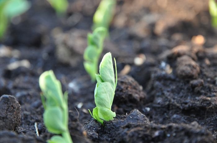 Young pea seedlings emerging from the soil, illustrating common problems and solutions in the early growth stages of pea plants.