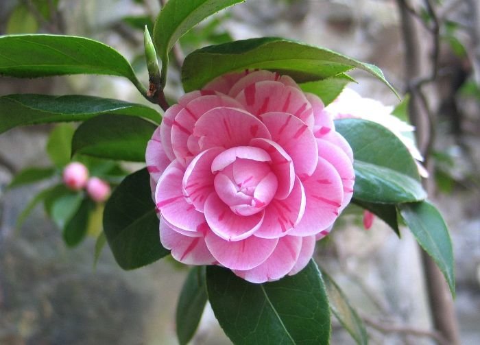 A pink camellia flower in bloom, highlighting it as an ideal companion plant for azaleas in acidic soil, along with other plants like holly fern and bleeding heart.