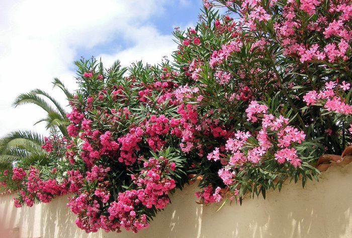 Vibrant pink oleander flowers cascading over a garden wall, showcasing their use in garden design for adding elegance, charm, and vibrant color.
