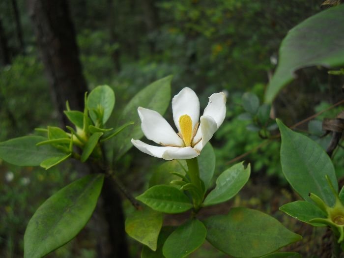 A single gardenia flower with green leaves, illustrating creative ways to incorporate gardenias into garden design for added charm and beauty.