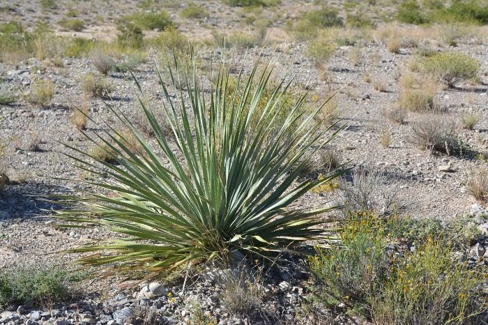Yucca plant in a dry, rocky landscape, showcasing its sharp leaves and resilience as a drought-tolerant perennial ideal for low-water gardens.
