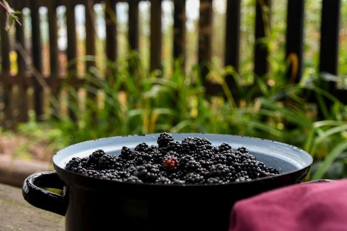 A bowl of freshly picked blackberries set in a garden, illustrating the concept of edible landscaping which combines beauty and utility by incorporating edible plants into garden design.