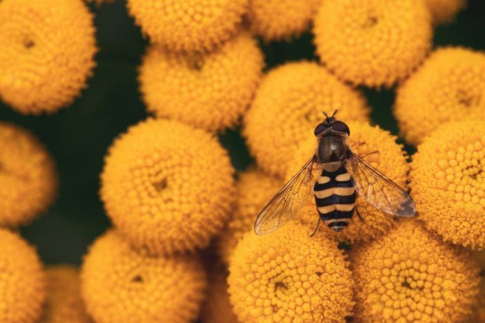 A hoverfly on yellow flowers, highlighting the importance of attracting beneficial wildlife like pollinators to support a healthy garden ecosystem.