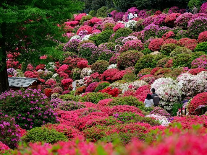 A lush garden filled with vibrant, colorful azaleas and rhododendrons in full bloom, showcasing an array of bright pink, red, and white flowers, ideal for enhancing autumn appeal with stunning fall foliage.