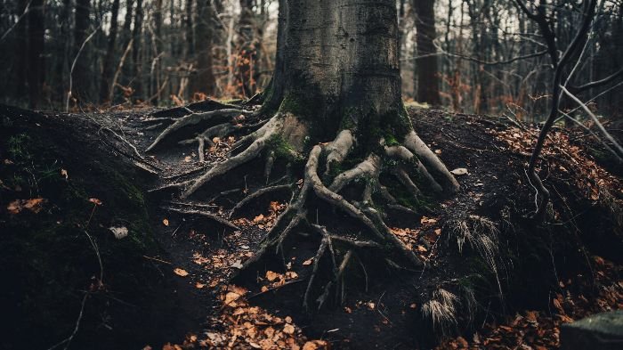 Tree roots exposed due to soil erosion in a forest.