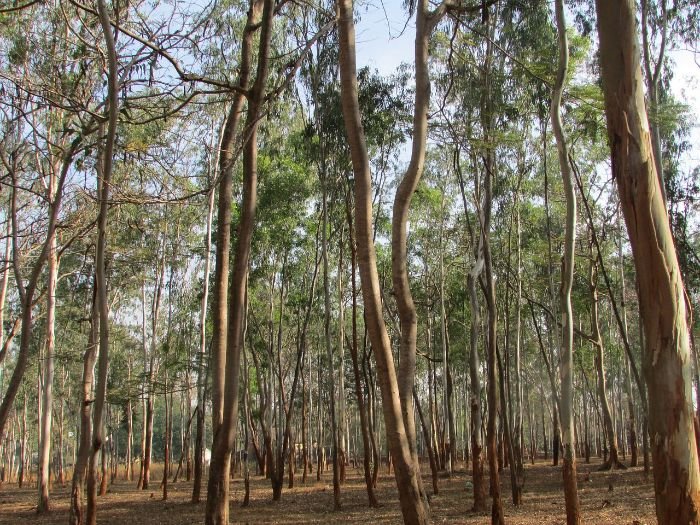 A forest of eucalyptus trees, illustrating the fast growth rate and long lifespan of eucalyptus trees.