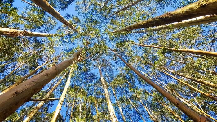 Looking up at tall eucalyptus trees, demonstrating the importance of managing size and shape through regular pruning.