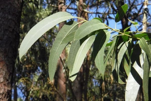 Eucalyptus Trees – Varieties and Growth Habits Close-up of eucalyptus leaves, illustrating the various varieties and growth habits of eucalyptus trees.