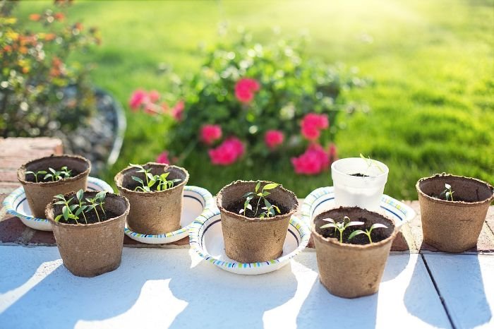 Seedlings growing in small pots placed on plates, set outdoors in sunlight, illustrating preparation for spring planting in February.