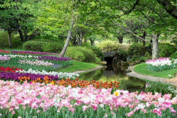 A serene garden layout featuring vibrant tulips along a curving stream and a small bridge, illustrating the perfect blend of functionality and beauty in garden design.