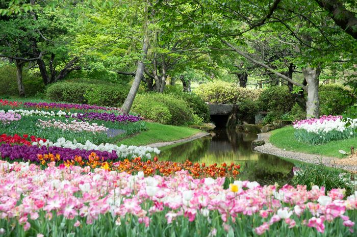 A serene garden layout featuring vibrant tulips along a curving stream and a small bridge, illustrating the perfect blend of functionality and beauty in garden design.