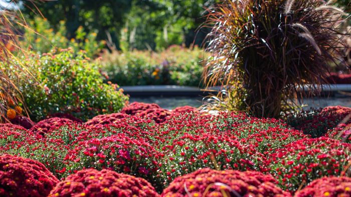 A vibrant garden showcasing a mix of colorful flowers and various textures, illustrating the importance of using color, texture, and form to create a visually appealing and unique garden design.