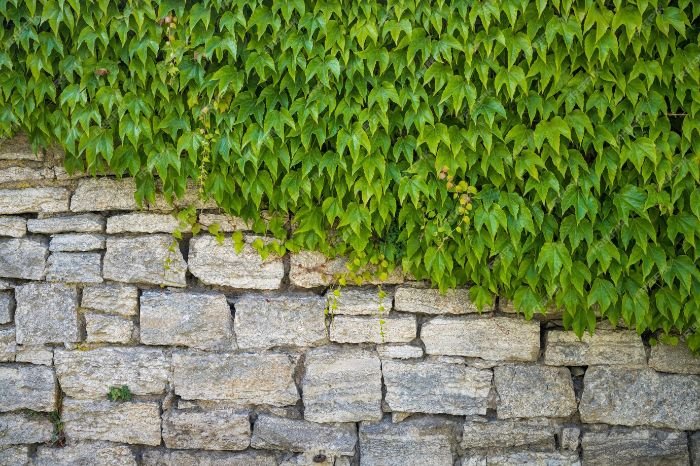 A stone wall adorned with lush green ivy, illustrating the use of garden structures like pergolas, arbors, and trellises for adding vertical interest and supporting climbing vines in a winter garden.