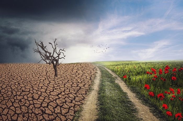 An image depicting a stark contrast between a dry, barren landscape and a lush, vibrant field with flowers, symbolizing the importance of resilient plant selection in gardening for climate change.