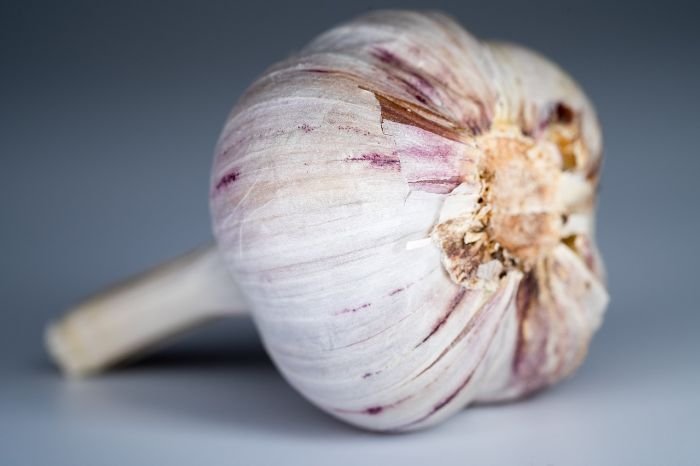 Close-up of a garlic bulb, illustrating the growth stages of garlic and preparing for a bountiful harvest.