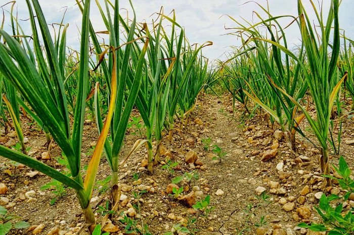 Garlic plants in a field during the vegetative growth stage, focusing on leaf development and photosynthesis.