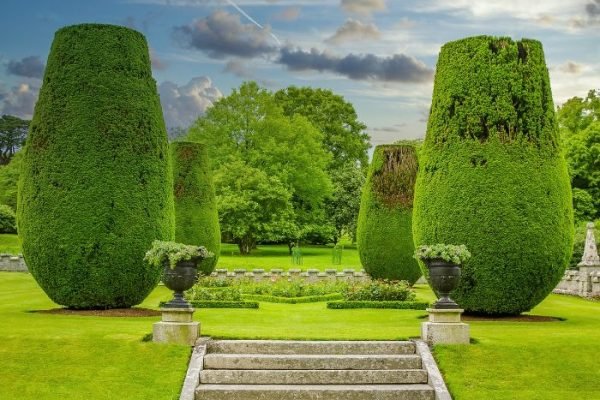 Beautifully manicured boxwood trees in a formal garden setting, showcasing the elegance and structure that boxwoods can bring to landscaping.