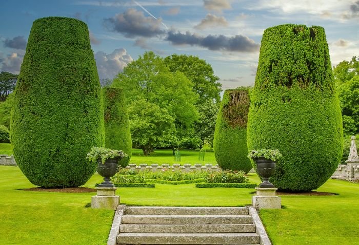 Beautifully manicured boxwood trees in a formal garden setting, showcasing the elegance and structure that boxwoods can bring to landscaping.