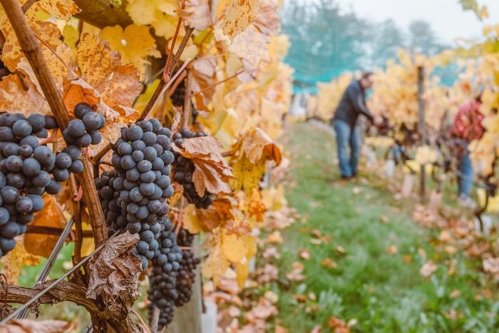 Close-up of ripe grapes on the vine in a vineyard with workers in the background, illustrating the importance of determining the right time to harvest based on grape sugar and acidity levels.