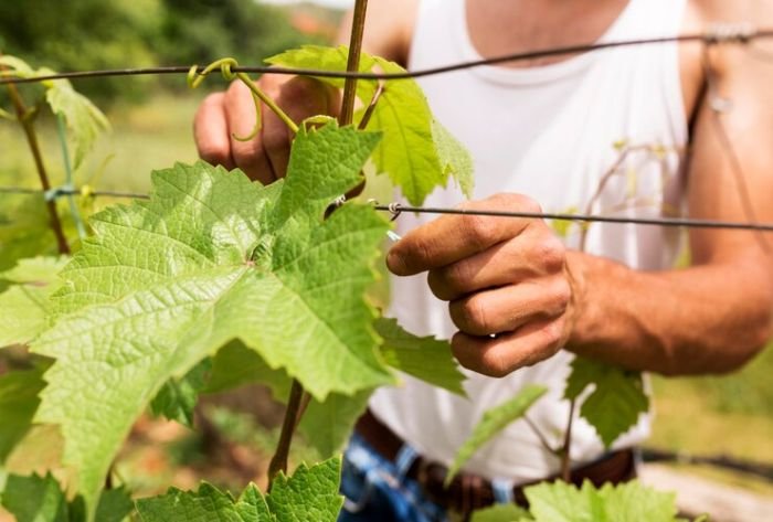 A person setting up a trellis system for grape vines, illustrating the importance of a trellis in supporting grape vine growth, ensuring stability, and maximizing sunlight exposure for better ripening.