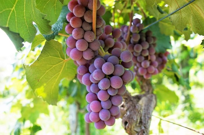 A bunch of ripe purple grapes hanging from a vine, illustrating the factors to consider in selecting the right grape variety, such as climatic conditions, vineyard location, and desired wine style.