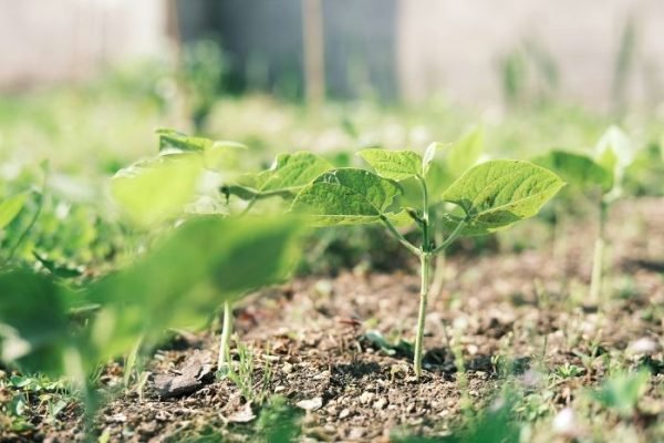 Green Bean Growth Stages – Understanding Pod Development Young green bean plants sprouting in a garden, illustrating the early stages of growth before pod development in a blog post about green bean growth stages.