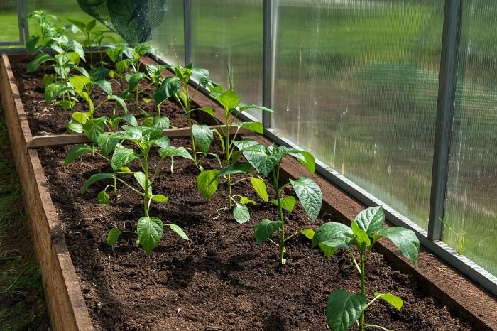 Young plants growing in a greenhouse bed, illustrating the preparation and benefits of using greenhouses and cold frames to extend the growing season and protect plants from harsh weather.