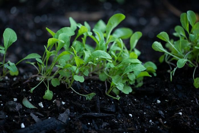 Young arugula plants growing in a garden bed, showcasing the early stages of growth for this nutritious and peppery-flavored leafy green.