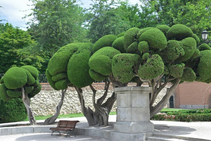 A well-designed garden featuring unique topiary trees and stone hardscaping elements, including a bench and a stone pedestal, illustrating the integration of hardscaping and structural features to enhance garden aesthetics and functionality.