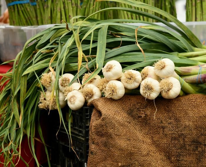 Freshly harvested garlic bulbs with leaves attached, illustrating the importance of timing and leaf condition for harvesting garlic.