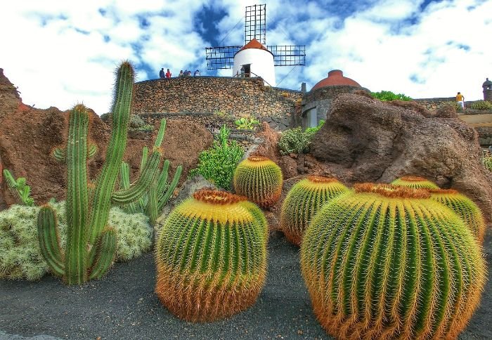 A variety of heat-tolerant plants, including cacti and other succulents, in a hot summer garden with a windmill in the background.