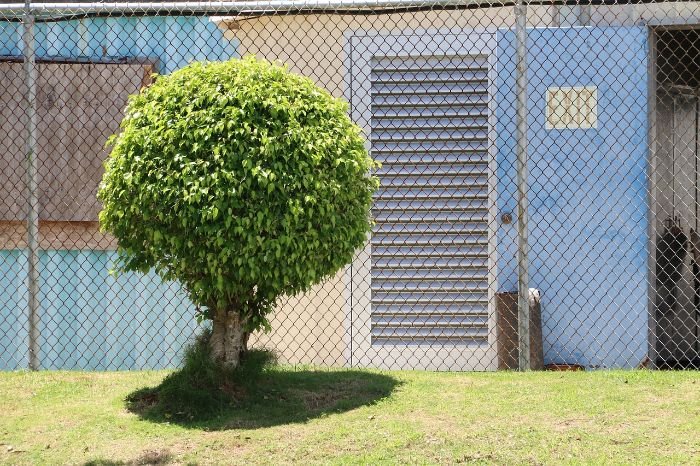A lush, well-maintained dwarf plum tree growing in a small outdoor space, exemplifying the productivity and suitability of dwarf stone fruit trees for compact gardens.
