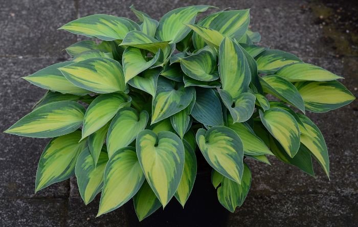 A vibrant Hosta plant with green and yellow variegated leaves, ideal for shady garden areas and moist soil conditions.