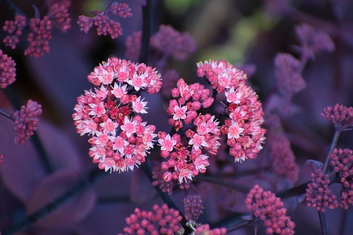 Close-up of vibrant pink Sedum flowers, showcasing the beauty and continuous bloom of perennials in a well-maintained garden.