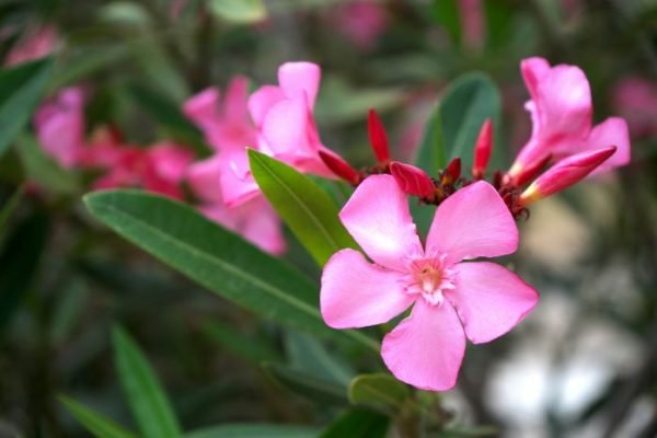 Close-up of vibrant pink oleander flowers, highlighting both the beauty and the potential risks associated with this plant.