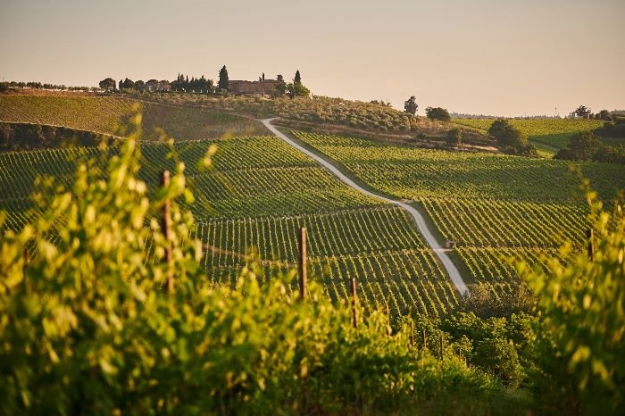 Scenic view of a sprawling vineyard with a winding path leading to a distant estate, symbolizing the appeal and journey of starting your own vineyard and growing grapes.