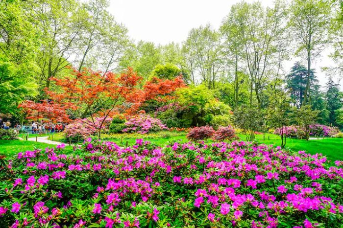 A lush garden in full bloom with vibrant pink flowers and colorful foliage, illustrating the key gardening tasks for July such as weeding, watering, pest control, pruning, and fertilizing to maintain a lively and productive garden.