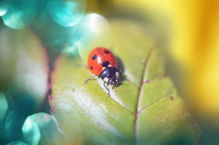 Close-up of a ladybug on a green leaf, illustrating the use of ladybugs and lacewings for organic aphid control in gardens.