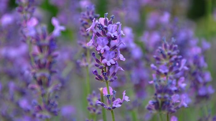 Close-up of a lavender flower in a garden, highlighting its vibrant purple petals and low-maintenance nature, perfect for easy-care gardening.
