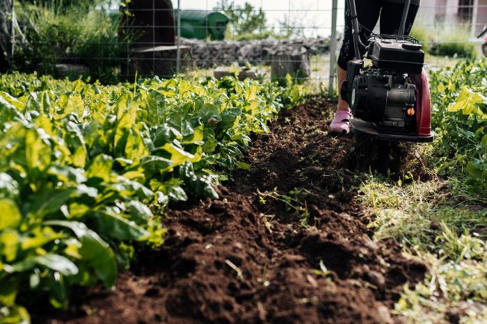 A person using a tiller in a garden with leafy greens, illustrating the practice of maintaining soil health through crop rotation to prevent pests and diseases and ensure nutrient balance.
