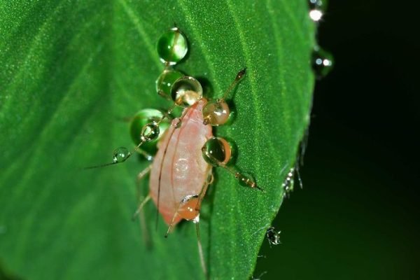 Organic Aphid Control Strategies for Home Gardens Close-up of an aphid on a green leaf, covered in water droplets, illustrating the topic of managing aphid infestations organically.