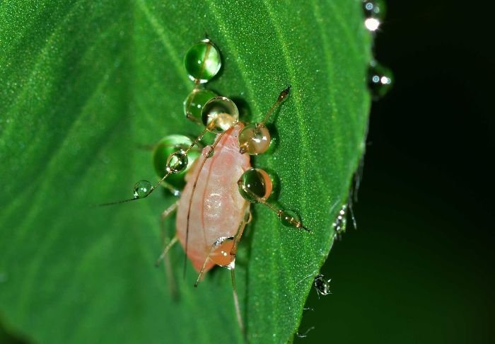 Close-up of an aphid on a green leaf, covered in water droplets, illustrating the topic of managing aphid infestations organically.