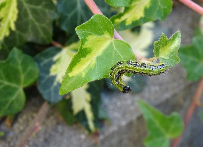 Close-up of a caterpillar on a green leaf, highlighting the importance of managing pests and diseases in boxwood plants to ensure their health and vitality.