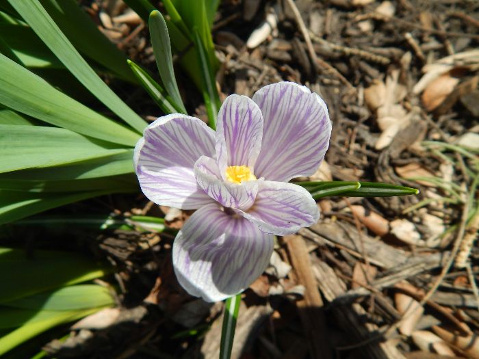 A close-up of a purple and white flower growing in a mulched area, illustrating the importance of managing weeds in mulched garden beds by hand weeding.