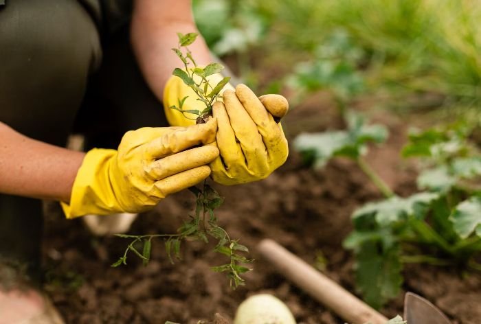 A person wearing yellow gloves pulling a weed from the garden, illustrating effective weed control techniques to keep the garden looking great and plants healthy.